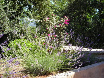 Les fleurs de cactus